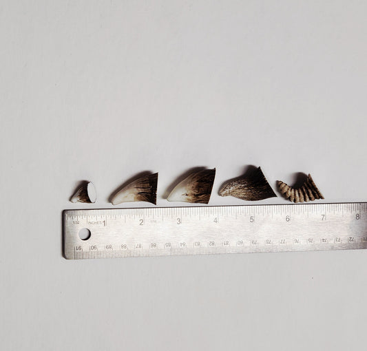 Aradani Resin Glue-on Horns - Small Woodland Fae