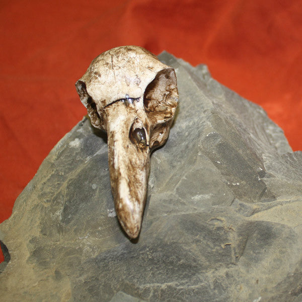 Raven Skull