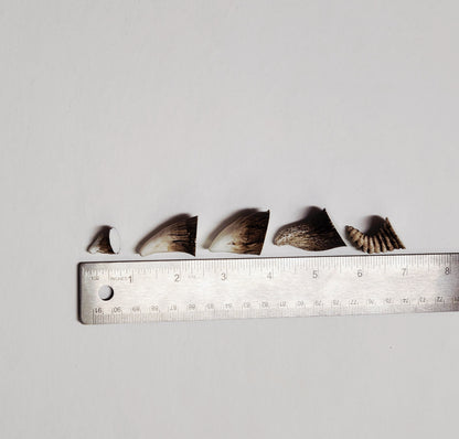 Aradani Resin Glue-on Horns - Small