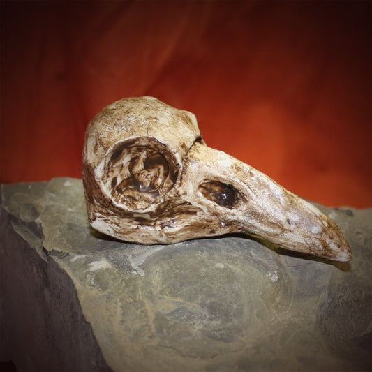 Raven Skull