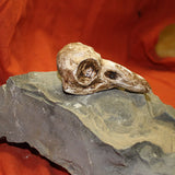 Raven Skull