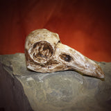 Raven Skull