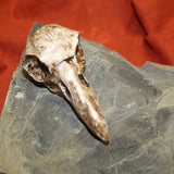 Raven Skull