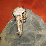 Raven Skull