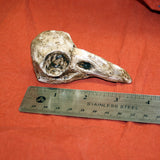 Raven Skull